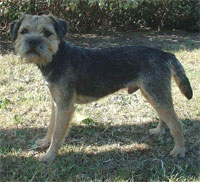 a well breed Border Terrier dog